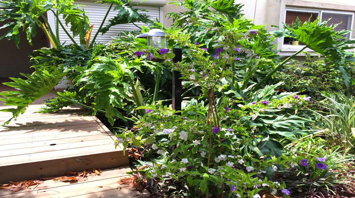 צמחיית צל לאורך שביל דק בכניסה לבית.