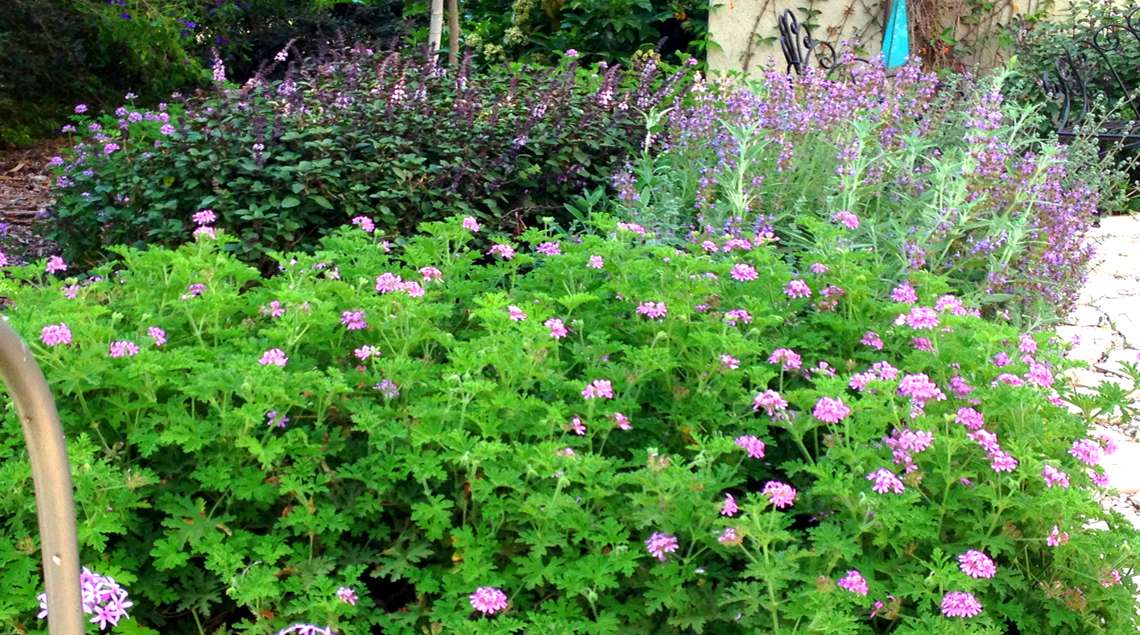 ערוגת צמחי תבלין פורחת: גרניום לימוני, ריחןסגול ומרווה רפואית