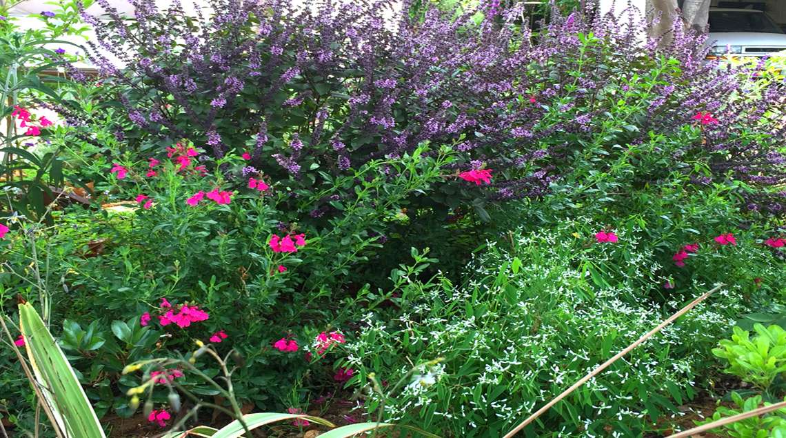 שיחים פורחים בגוונים של אדום, לבן וסגול.