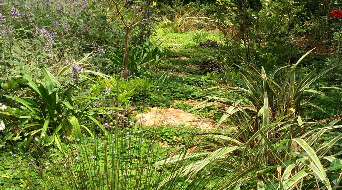 שביל אבני מדרך וביניהם סיגליות.