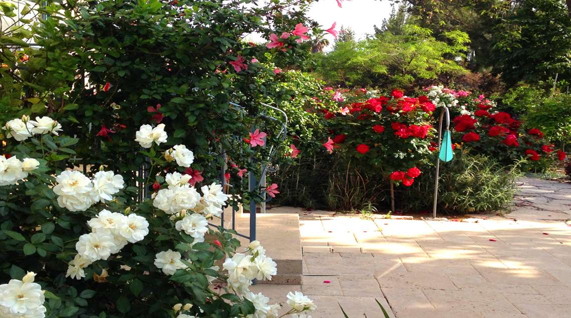 שביל ומשני צידיו וורדים פורחים בלבן ואדום.