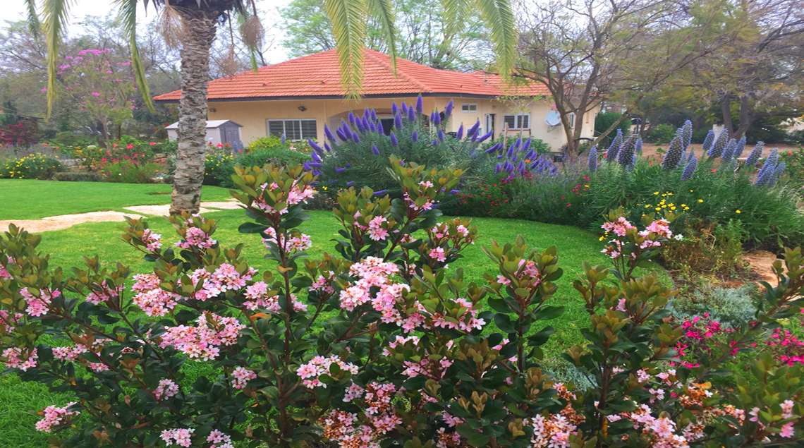 מדשאה וסביבה שיחים פורחים בסגול וורוד.