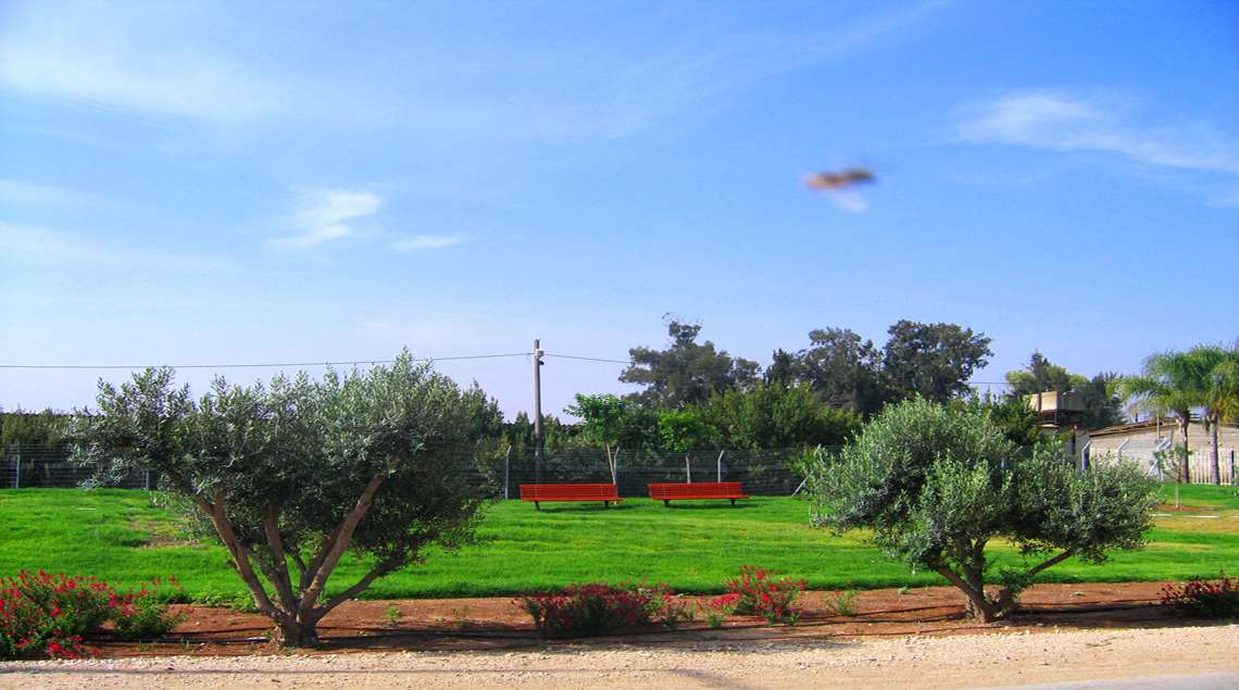 גבעות דשא, עליהן ספסלי עץ ומסביב זיתים.