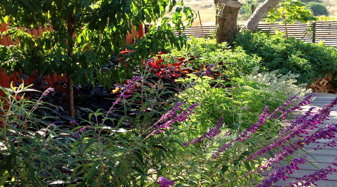 מרווה צחורה בסגול עז בשילוב שיחים ירוקים.