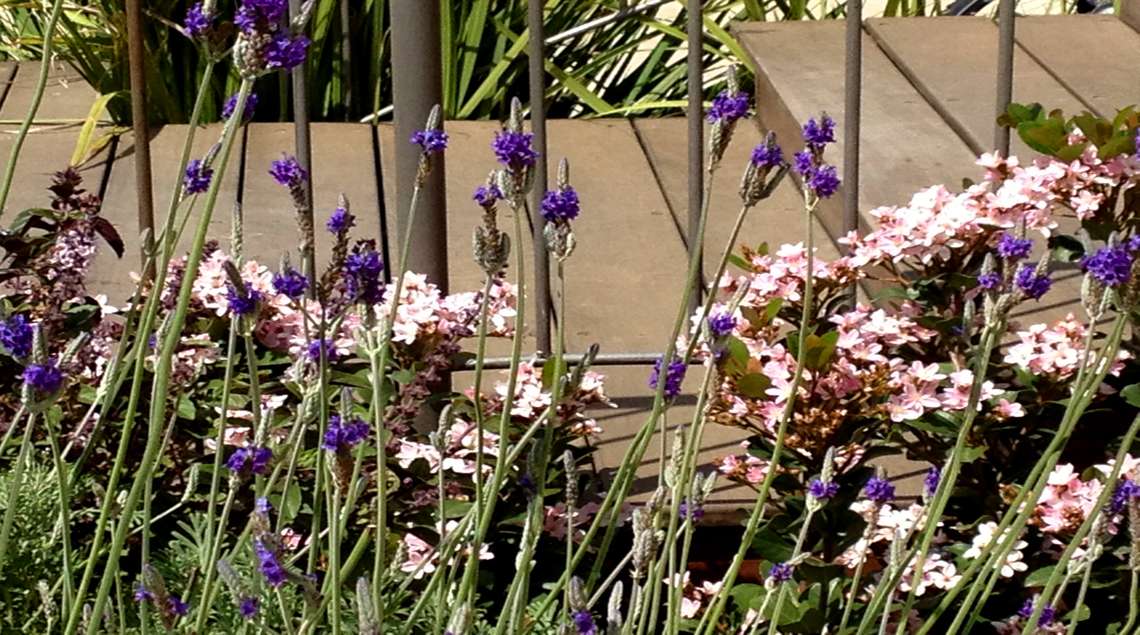 לבנדר בצבע סגול משולב עם בן עזרר הודי שפורח בוורוד לאורך מעקה ברזל של מדרגות