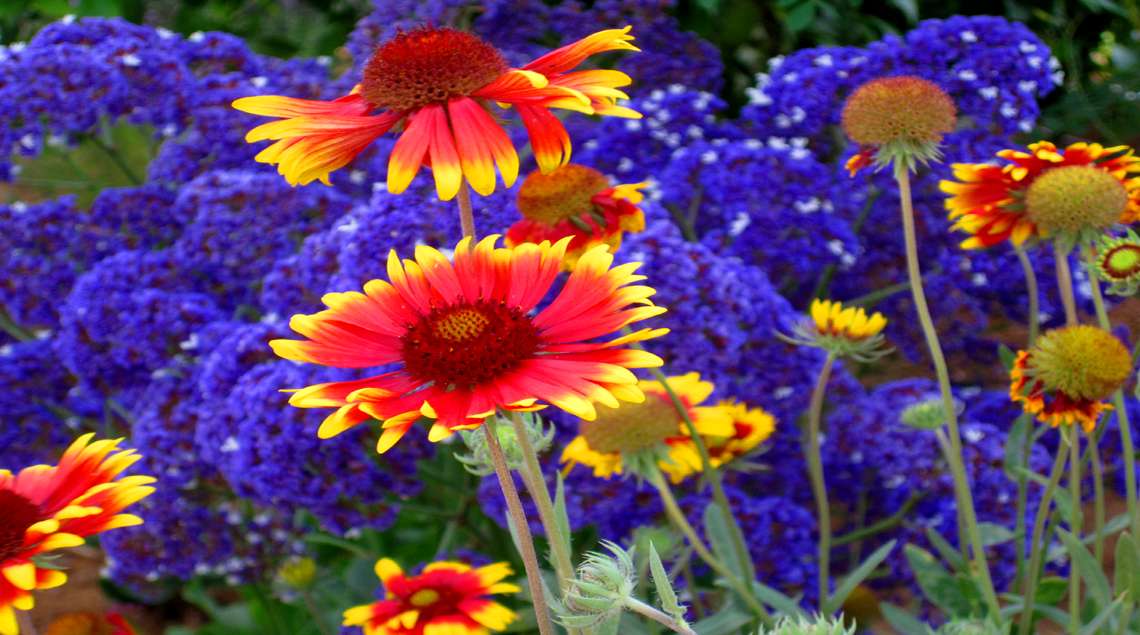 פריחה של גיירדיה ועדעד. שילוב עז של סגול וכתום