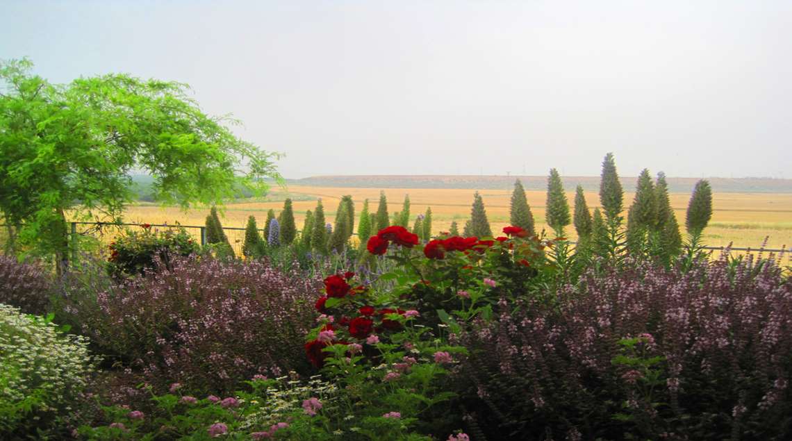 ערוגה פורחת באדום וסגול מול השדות.