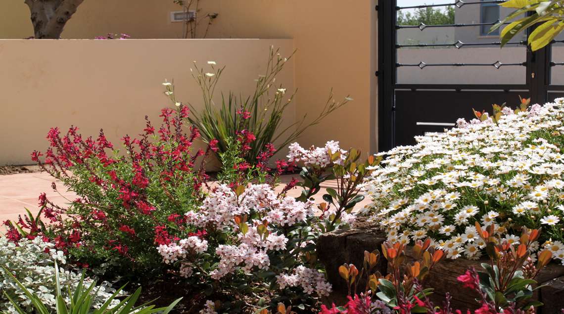 פריחה מרהיבה בורוד ולבן בכניסה לבית.