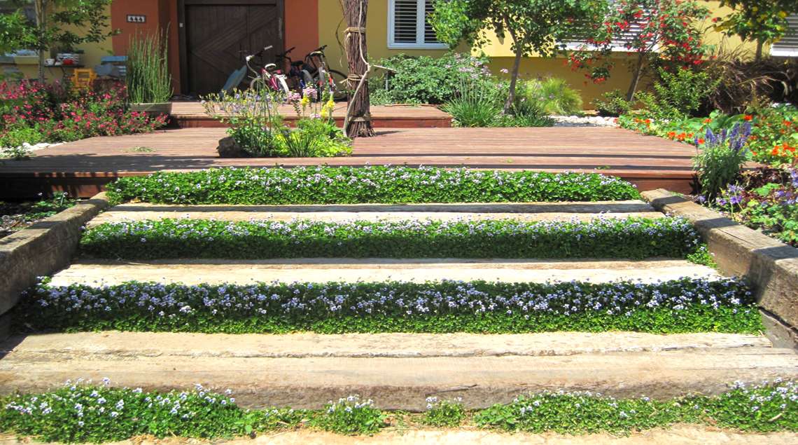 מדרגות מאדני רכבת וביניהם סיגליות.