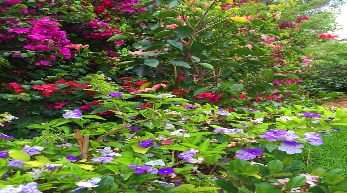 שיחים פורחים בגוונים של סגול, לבן וורוד.