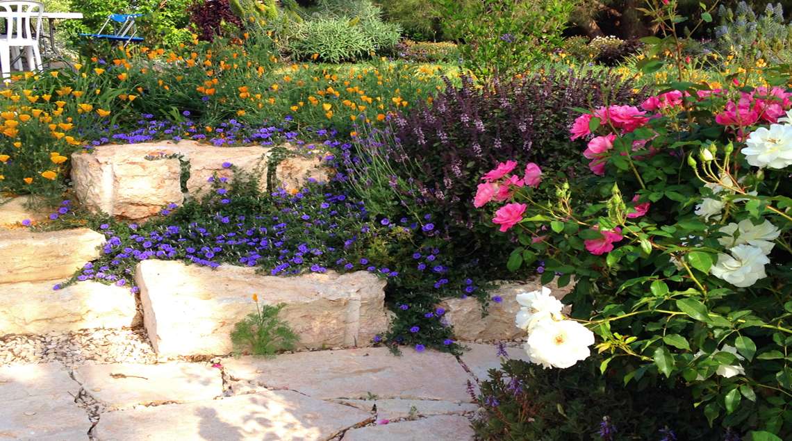 מדרגותסלע בתוך טרסה ועליהן משתפל חבלבל סגול וברקע וורד וורוד ופריחות סגולות