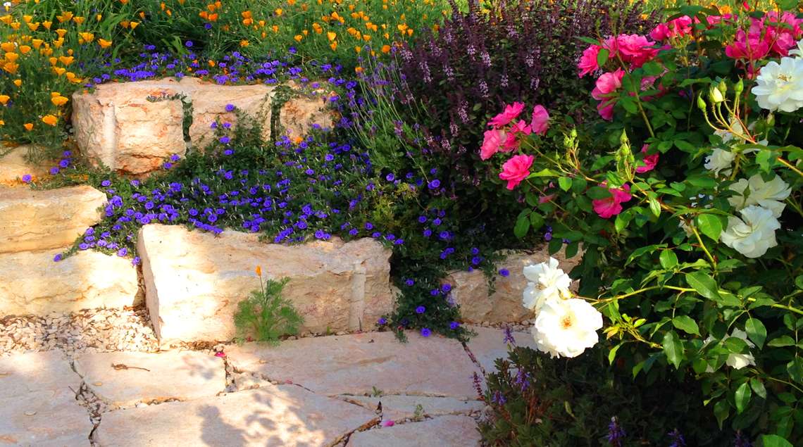 מדרגות סלע ועליהן משתפל חבלבל סגול וברקע פריחות סגולות , ורודות וכתומות.