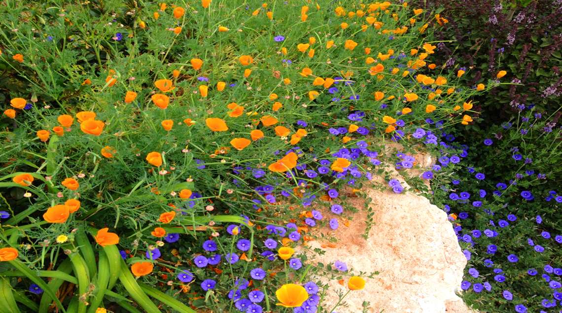 שילוב עז של סגול וכתום. פריחה של פרג קליפורני וחבלבל מאוריטני