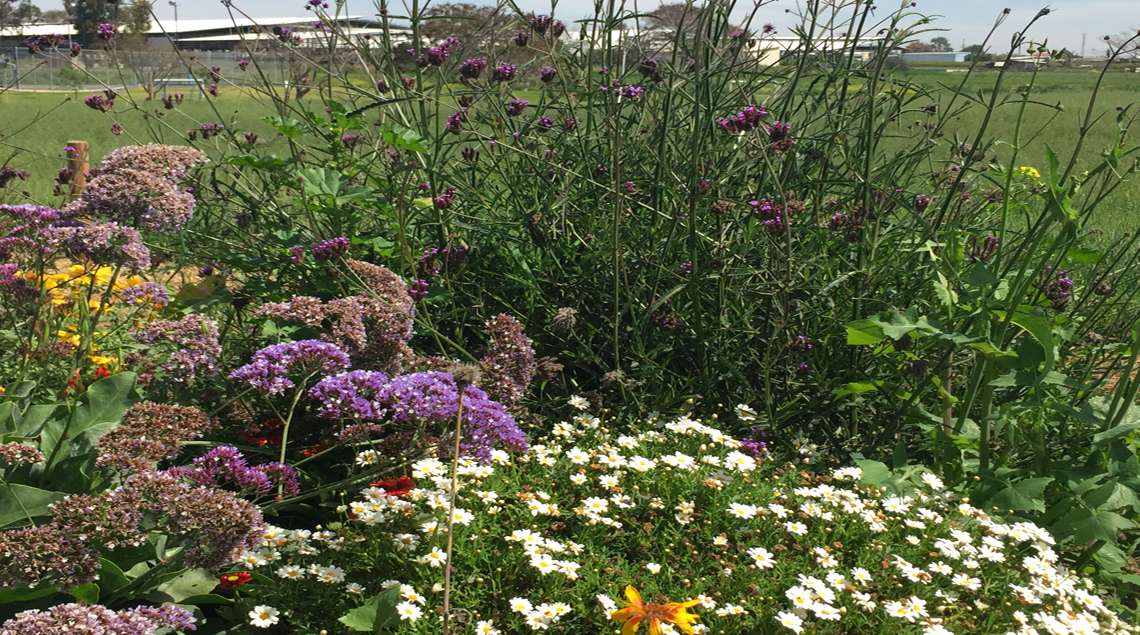 פריחות בגינה בגוונים של סגול ולבן