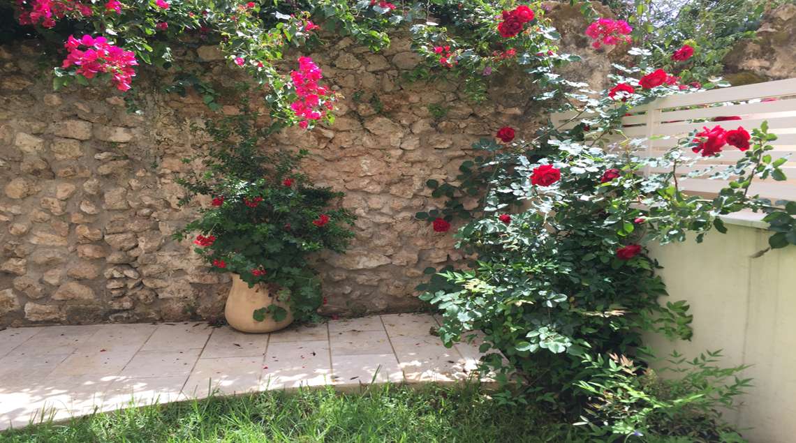 ורדים אדומים מטפסים על קיר אבני כורכר עתיק.