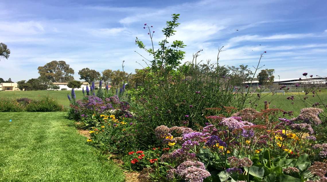 שיחים פורחים בסגול, כתום וצהוב שגובלים במדשאה