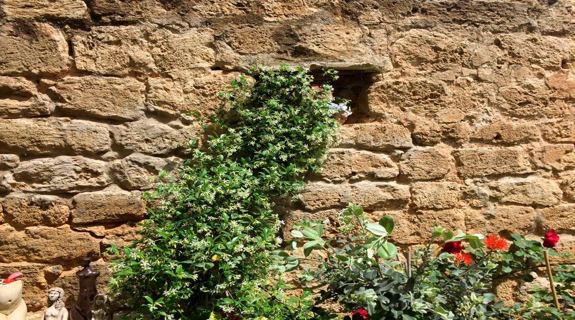 יסמין ריחני עם פריחה לבנה מטפס לתוך חור בקיר אבני כורכר עתיק שהיה קיר הערווה של הבילויים בגדרה.