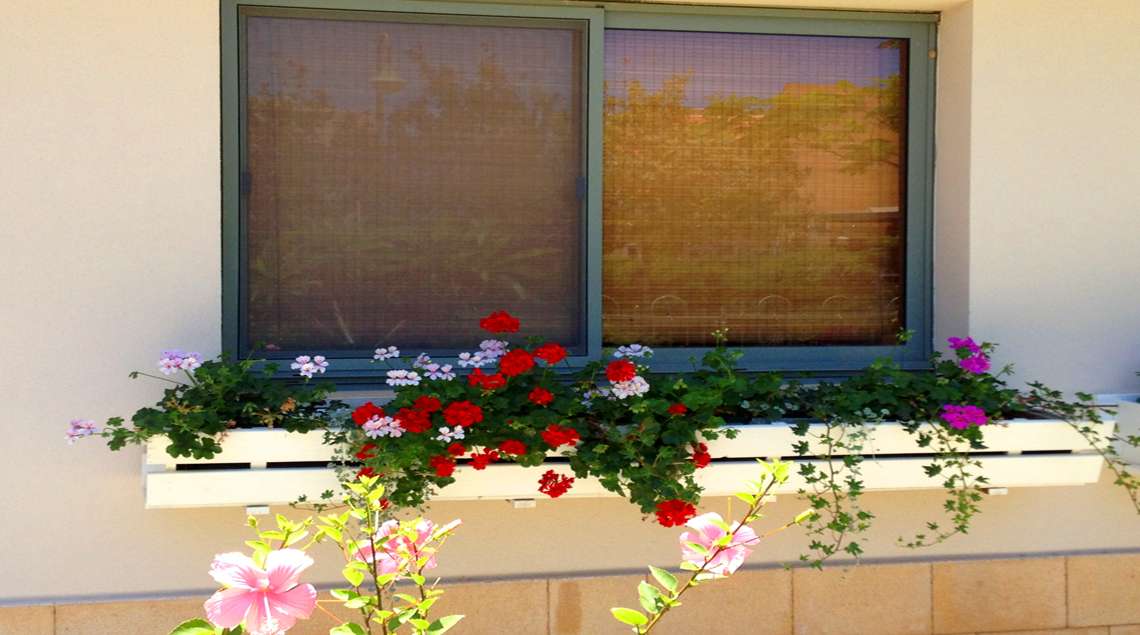 אדניות גרניום אדום וורוד מתחת לחלון.