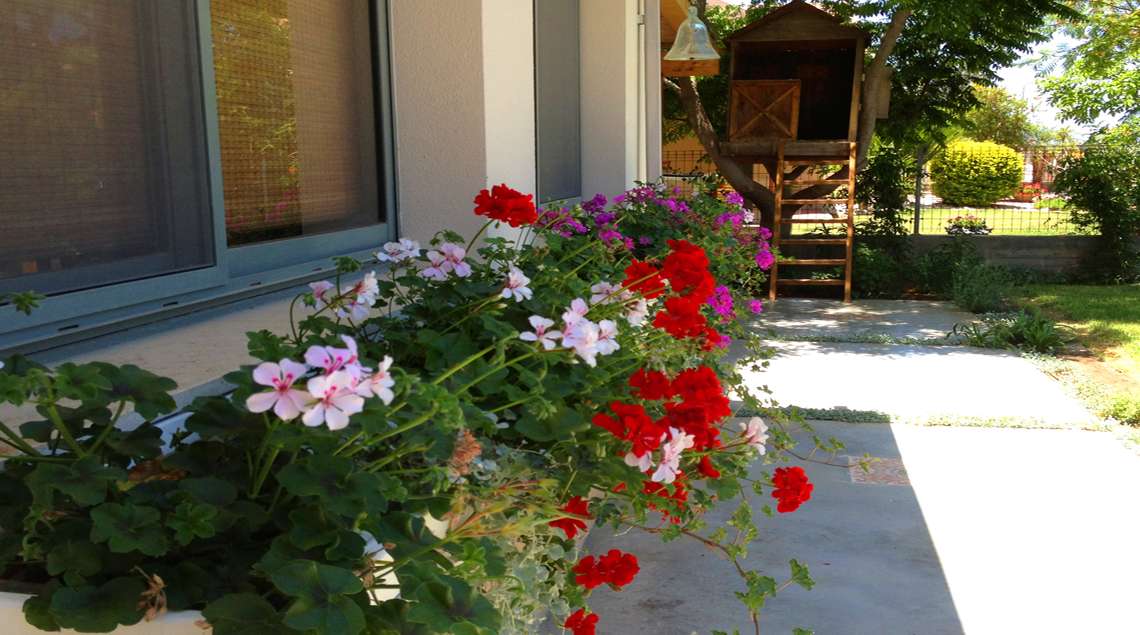 אדניות גרניום אדום וורוד מתחת לחלון.