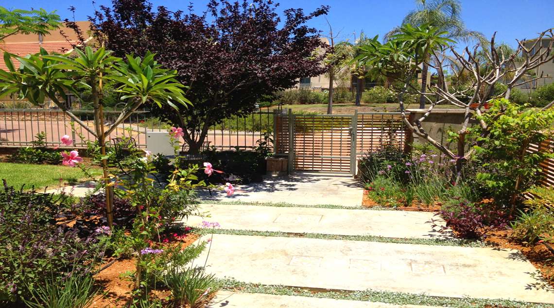 שביל העשוי פלטות בטון מוחלק וביניהן צמח משתרע בצבע כסף. בקצה השביל עץ מרשים עם עלים בצבע בורדו.