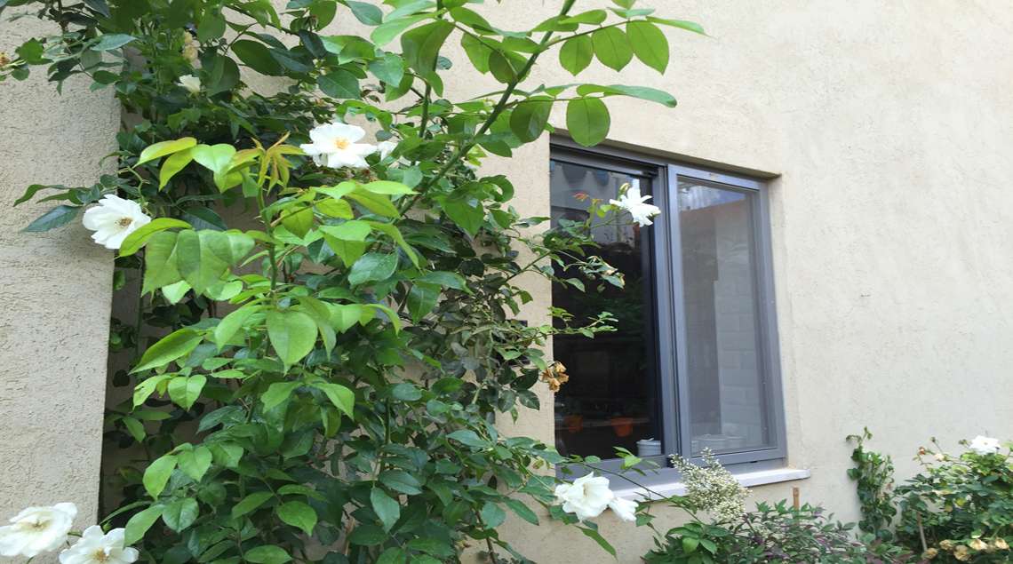 ורד לבן מטפס על קיר הבית ליד החלון.