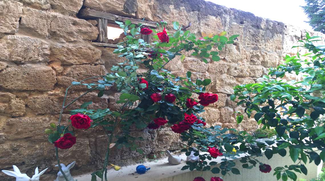 ורד אדום מטפס על קיר כורכר עתיק.