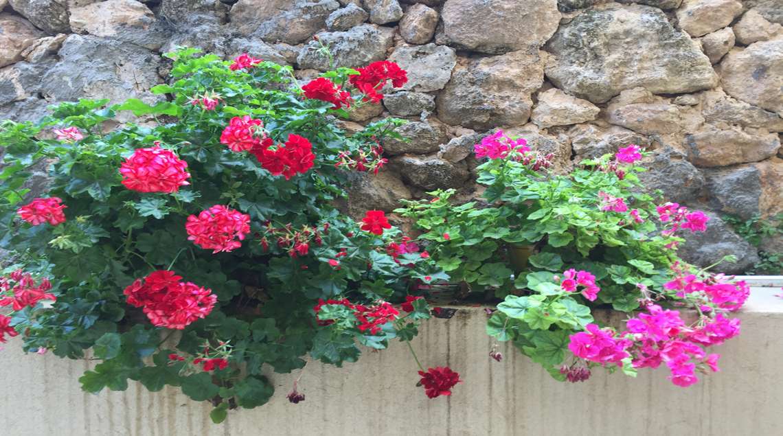 שיחי גרניום אדומים וורודים על רקע קיר אבן.