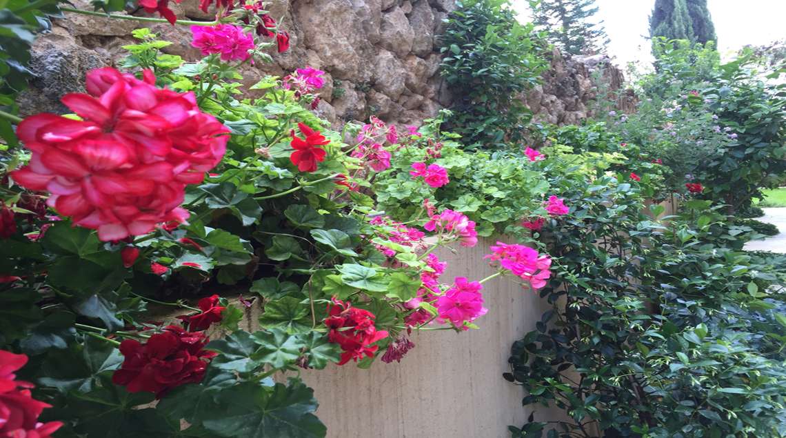 שיחי גרניום אדומים וורודים וכן צמחים נוספים לאורך קיר אבנים.