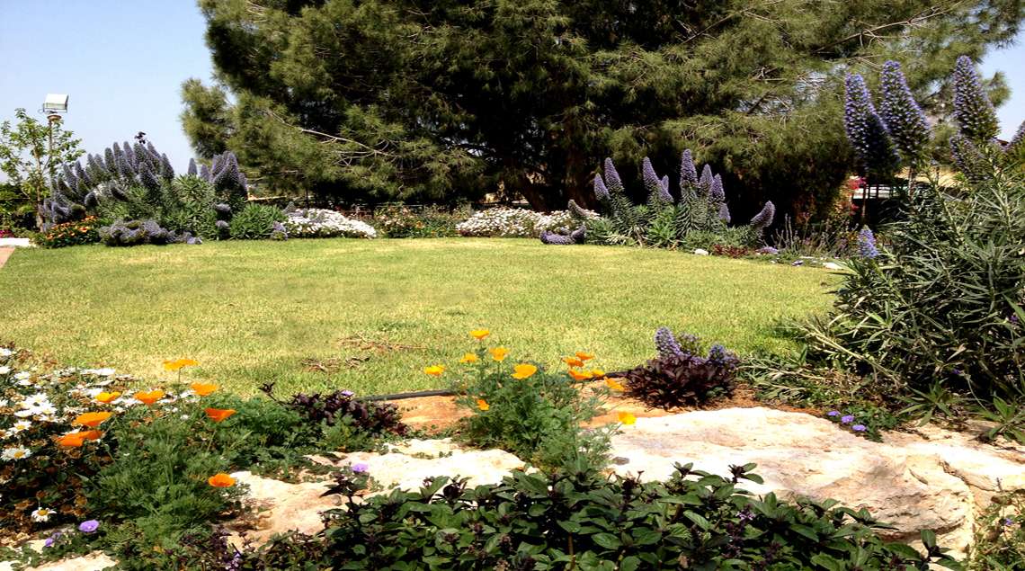 מדשאה עטופה בצמחים פורחים ומאחוריה עץ אורן גדול.