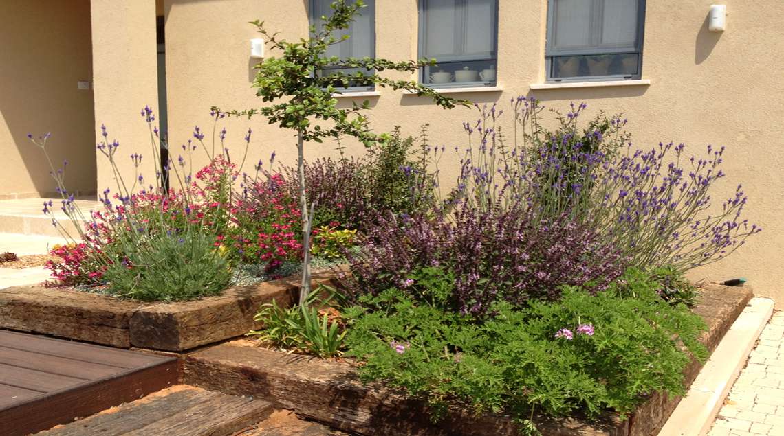 ערוגות תחומות באדני רכבת. פריחות בסגול וורוד.