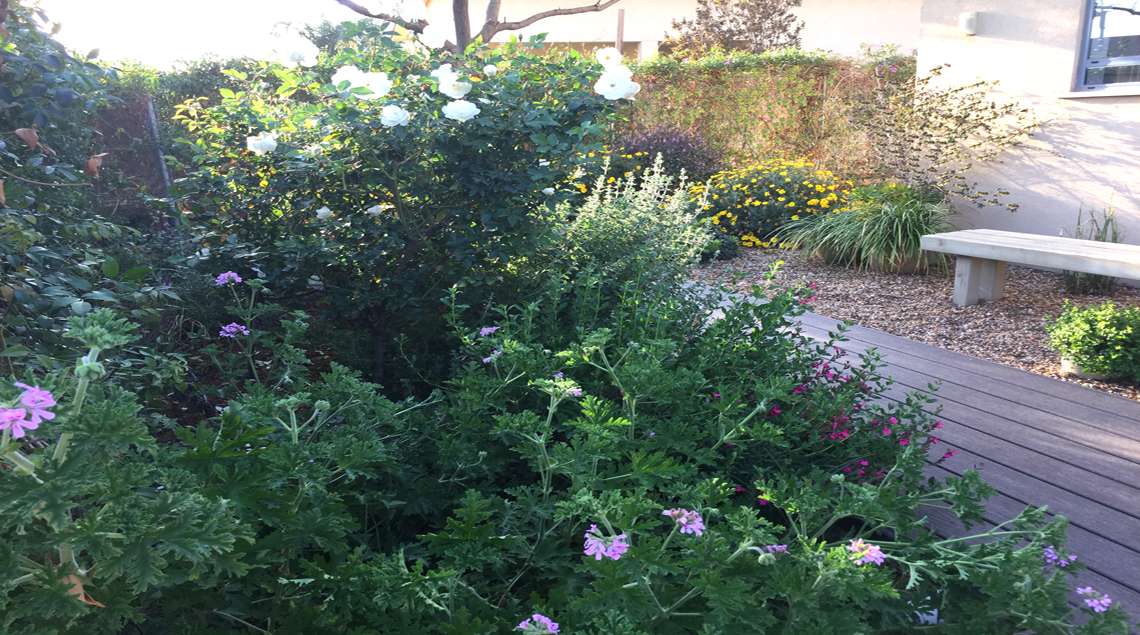 שביל דק ומשני צדדיו ערוגות פורחות