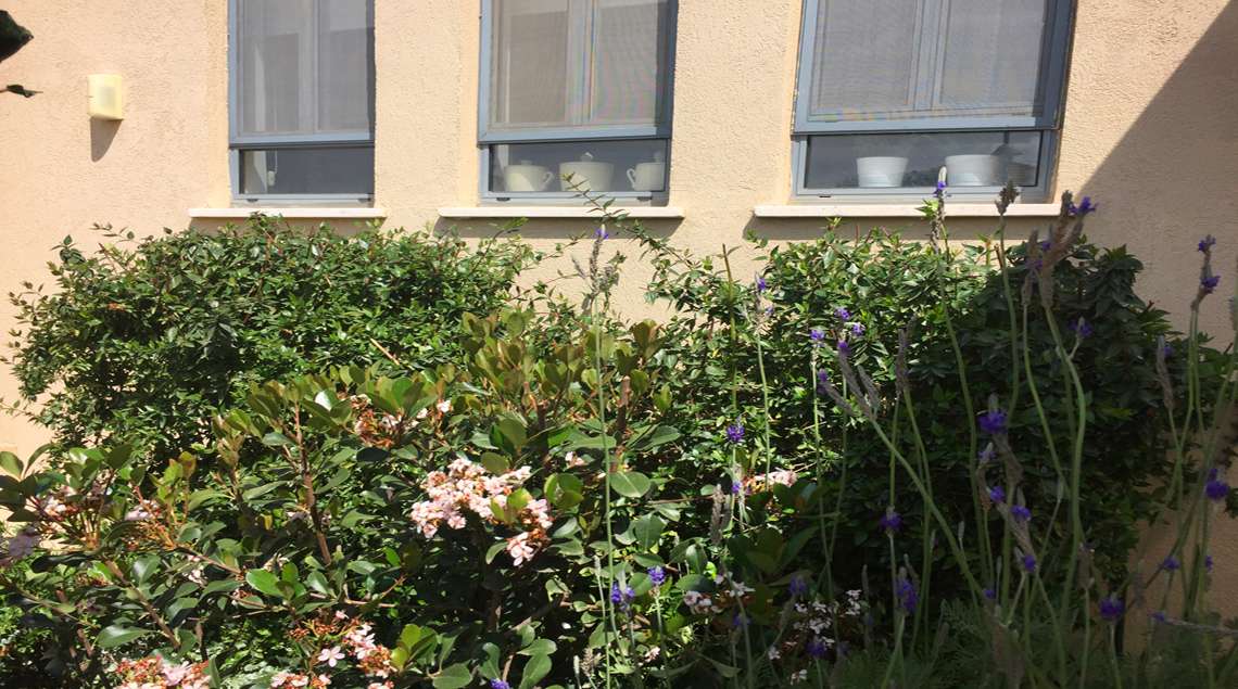 שיחים פורחים בוורוד מתחת לשלושת חלונות הסלון.