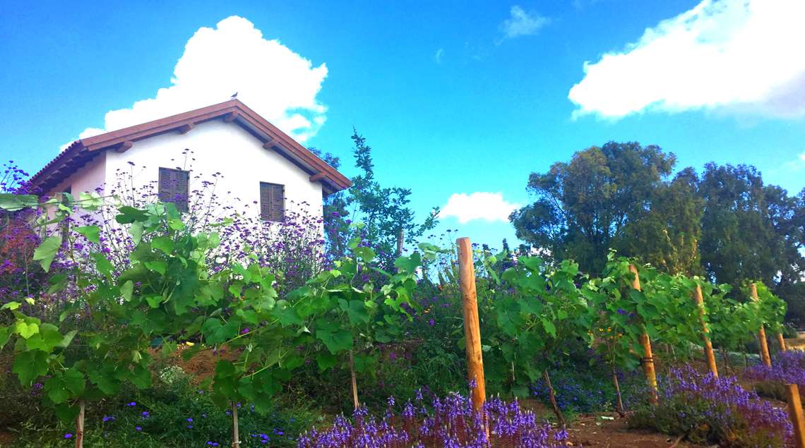 מבט מהשדה אל הבית דרך משוכת הגפנים והשיחים הסגולים שבגינת הבית.