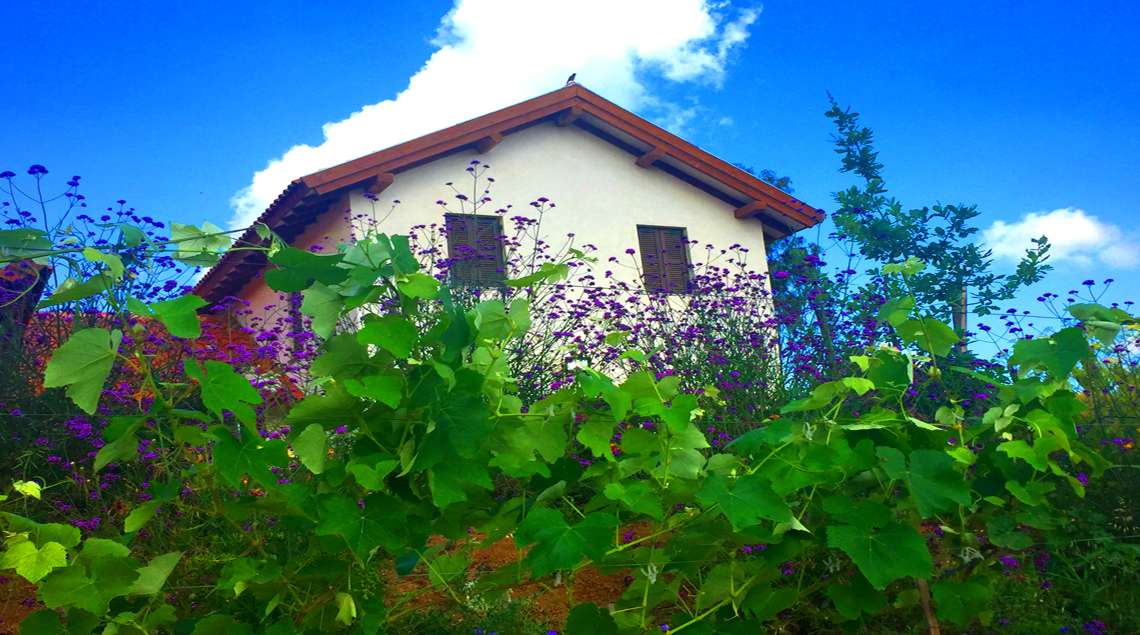 מבט מהשדה אל הבית דרך משוכת הגפנים והשיחים הסגולים שבגינת הבית.