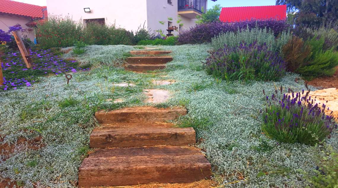 מדרגות מאדני רכבת כשבצדדים דיכונדרה כסופה משתרעת ושיחים פורחים בסגול.