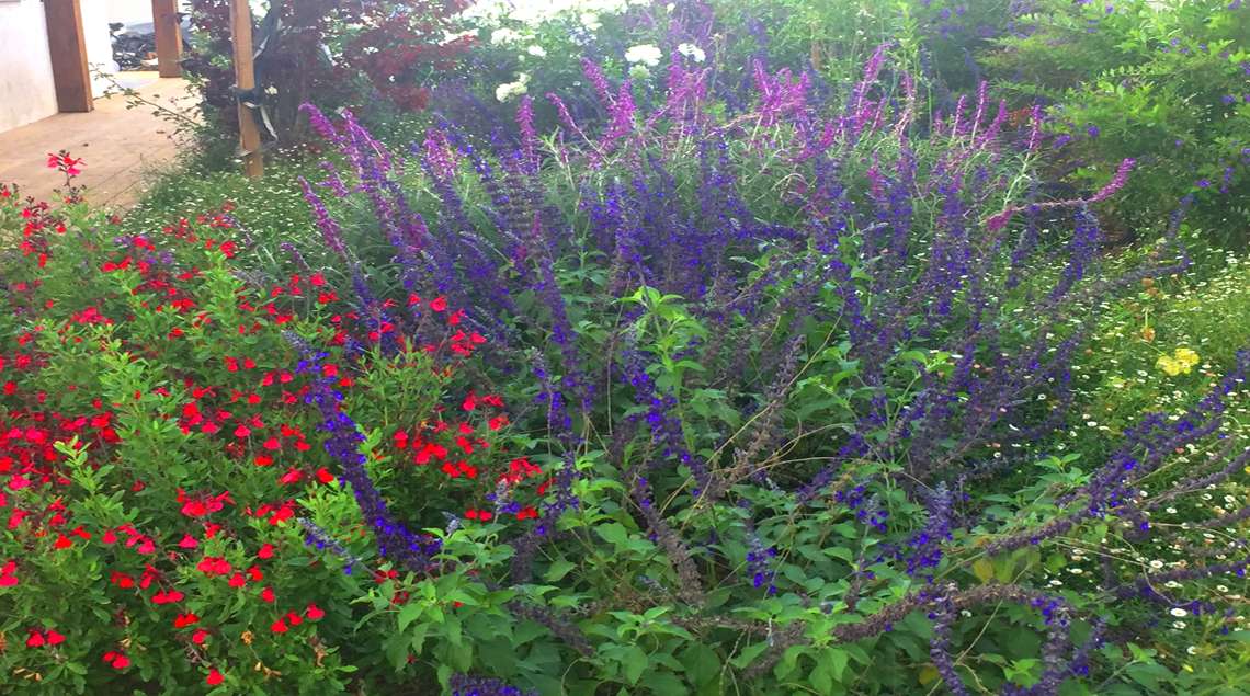 שילוב של מרוות פורחות בסגול, כחול ואדום.