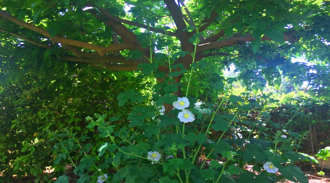 פריחה לבנה של חותמיתזיפנית מתחת לעץ תות דולבני