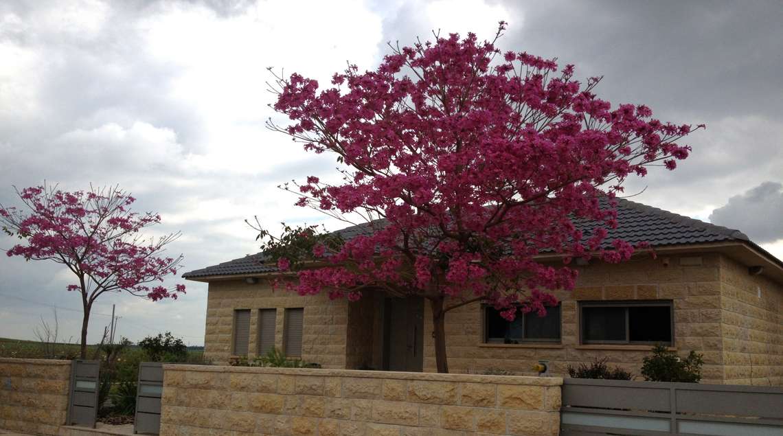 עץ טבבויה מרהיב בפריחתו הוורודה בכניסה לבית.