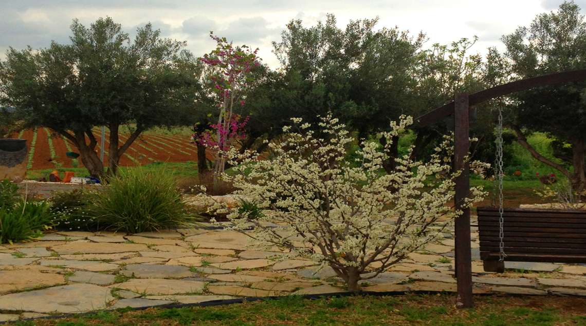 שיח פורח בלבן, אחריו שביל אבן פראית וזיתים.