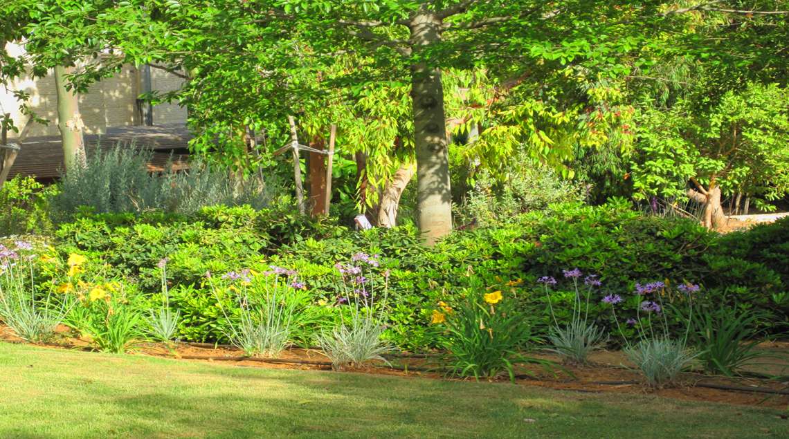 עץ ותחתיו שיחים ופרחים בצבע צהוב.