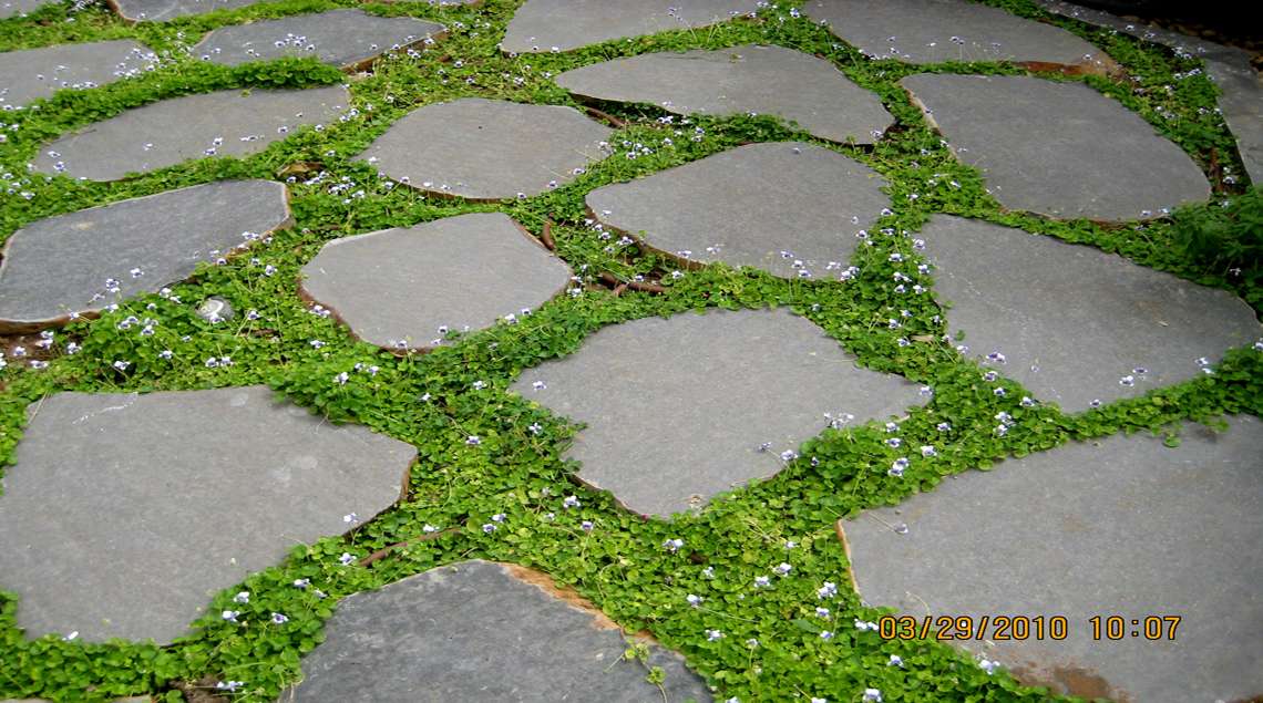 אבני מדרך מבזלת וביניהן סיגליות.