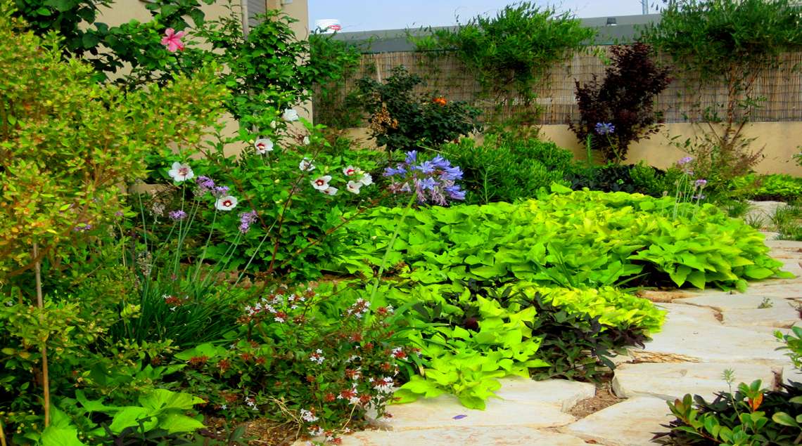 שילוב של משתרעים בצבע ירוק ובורדו עם צמחים פורחים בסגול ולבן.