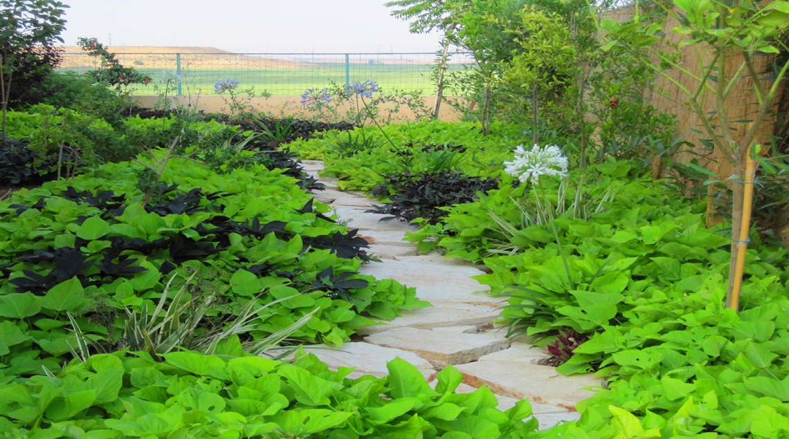 שביל אבני מדרך ומשני צידיו משתרעים בצבעי ירוק ובורדו.