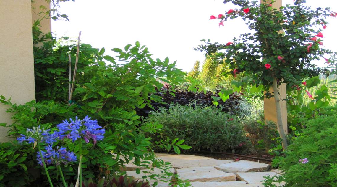 היביסקוס ורוד על עמוד פרגולה וסביבו צמחים פורחים בסגול.