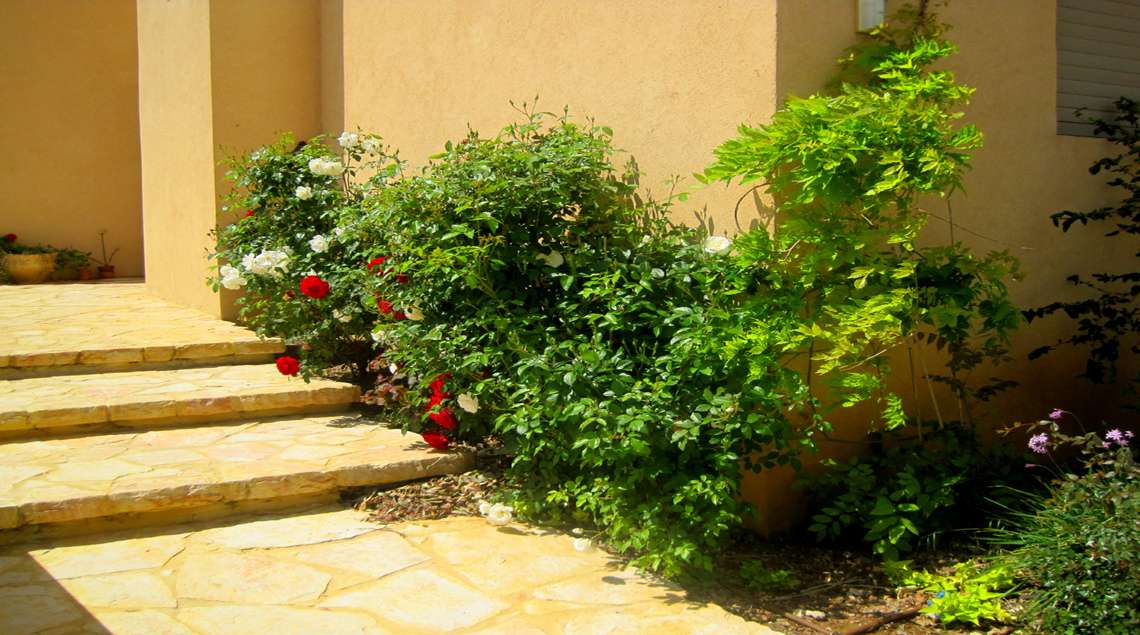 שביל ומדרגות כניסה לבית מאבן פראית. לאורך הקיר שתולים וורדים מטפסים באדום ולבן