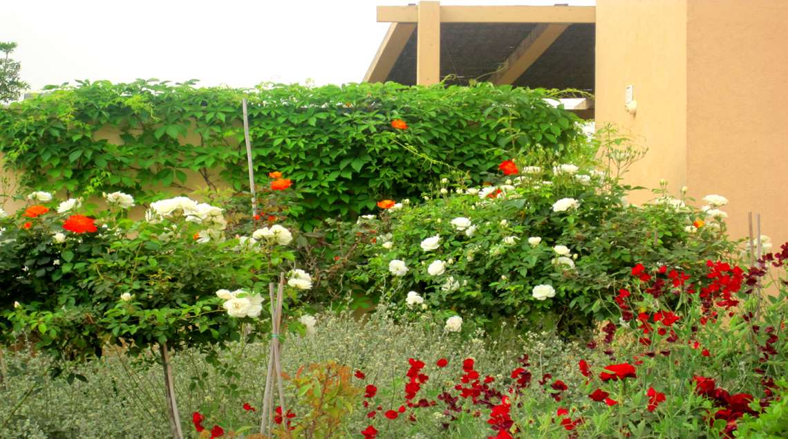 שילוב של ורדים פורחים בלבן וכתום ואפונה ריחנית בצבע בורדו