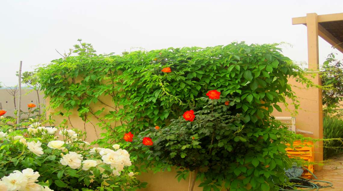 שילוב של פריחה בצבעי לבן, כתום ואדום.