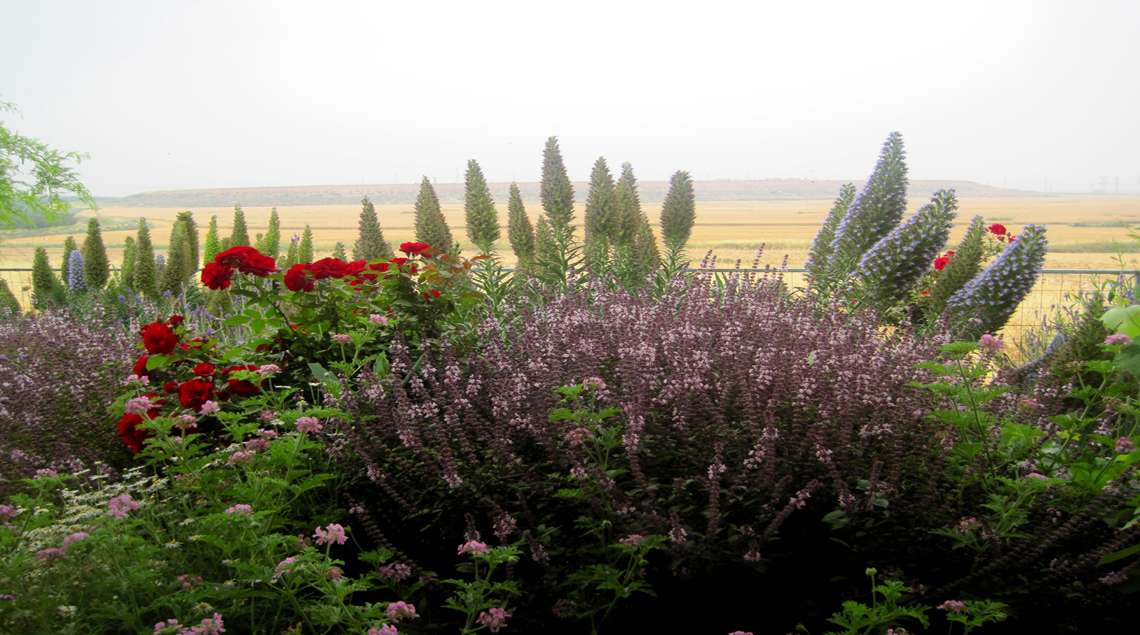 ערוגה פורחת באדום וסגול מול השדות.