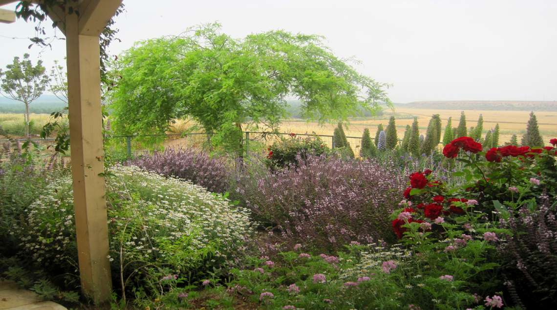עץ ינבוט בלבלוב ירוק בהיר וסביבו ערוגה פורחת בגווני אדום, סגול, ורוד ולבן. ברקע השדות.