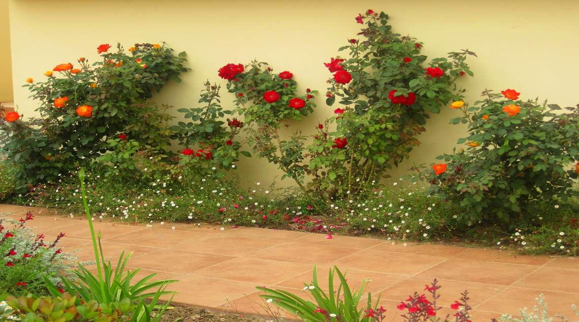 וורדים אדומים וכתומים על רקע קיר בגוון חרדל ומתחתם פרחים לבנים קטנים